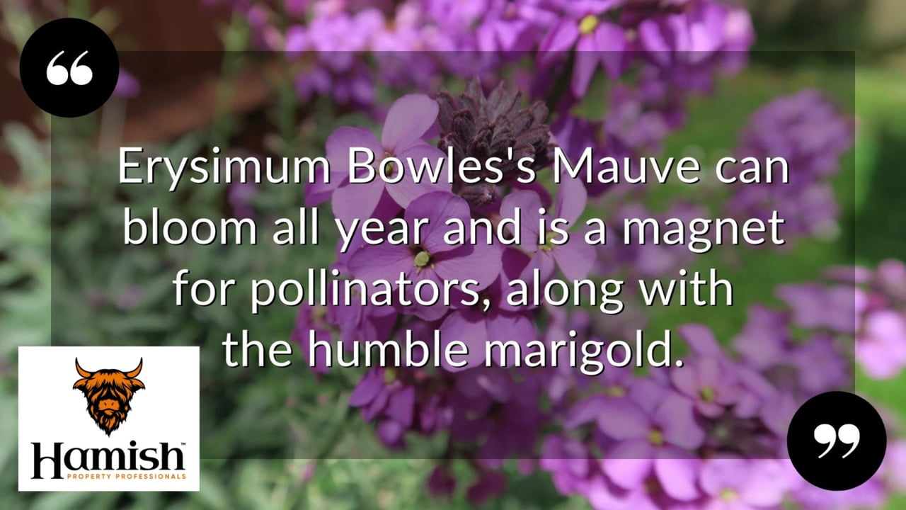 Befriend The Birds And The Bees